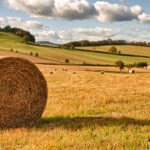 Round bale in field