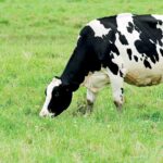 Cow grazing in field