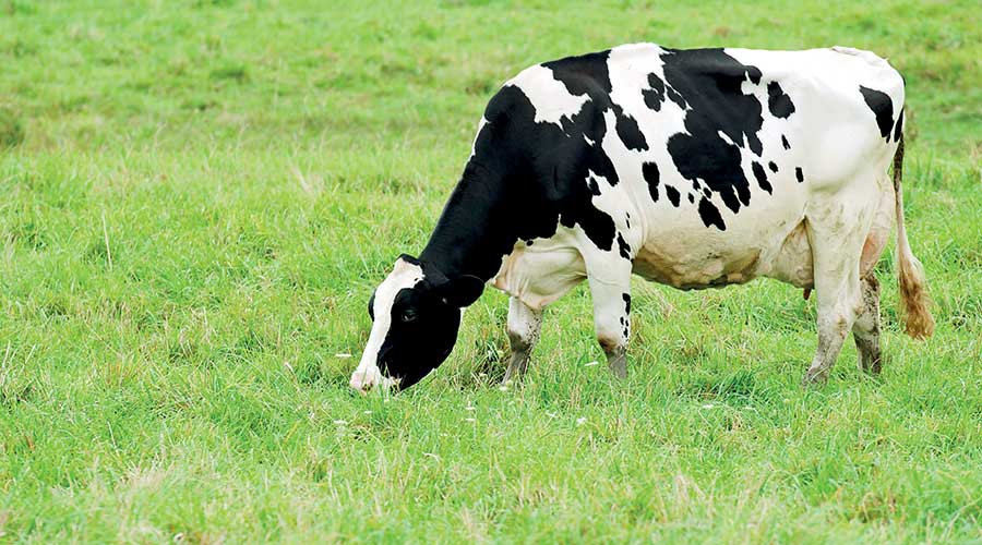 Cow grazing in field