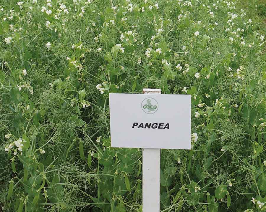 NPZ UK Pangea green pea