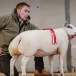 sheep with red rosette and man standing nearby