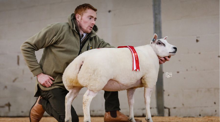 sheep with red rosette and man standing nearby