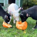 Kew Little Pigs Farm located in Amersham, Buckinghamshire, issued a plea for help after its goats were stolen for the second time. 