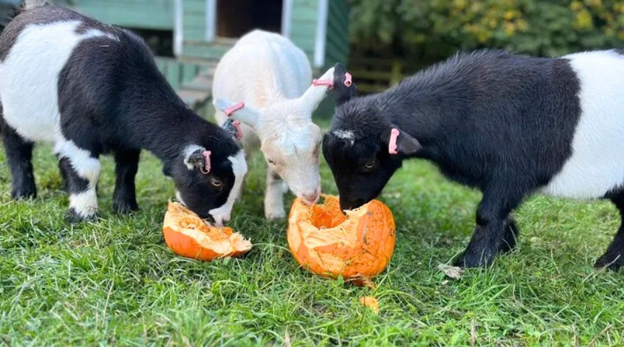 Kew Little Pigs Farm located in Amersham, Buckinghamshire, issued a plea for help after its goats were stolen for the second time. 