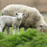 A pregnant ewe was attacked and killed by a dog in a field in Lavenham, Suffolk, farmer Stephen Cobbald confirmed.