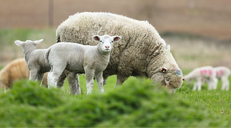 A pregnant ewe was attacked and killed by a dog in a field in Lavenham, Suffolk, farmer Stephen Cobbald confirmed.