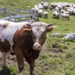 Number of positive liver fluke cases is beginning to rise. After mild summer and autumn, livestock farmers could be facing a high challenge.