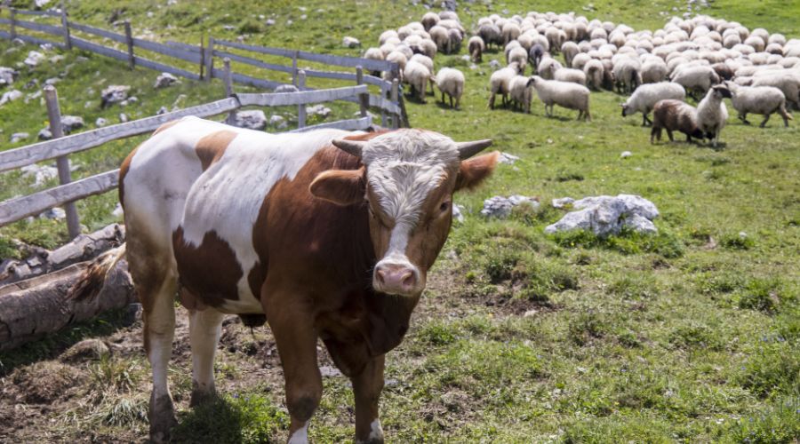 Number of positive liver fluke cases is beginning to rise. After mild summer and autumn, livestock farmers could be facing a high challenge.