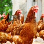 High Court recently dismissed appeal by The Humane League following claims that Defra secretary of state was acting unlawfully in allowing ‘fast-growing chickens'.