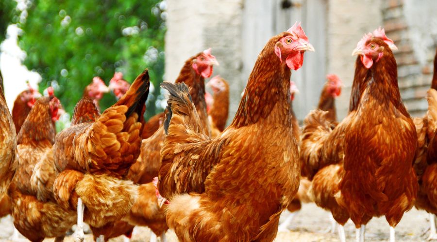 High Court recently dismissed appeal by The Humane League following claims that Defra secretary of state was acting unlawfully in allowing ‘fast-growing chickens'.