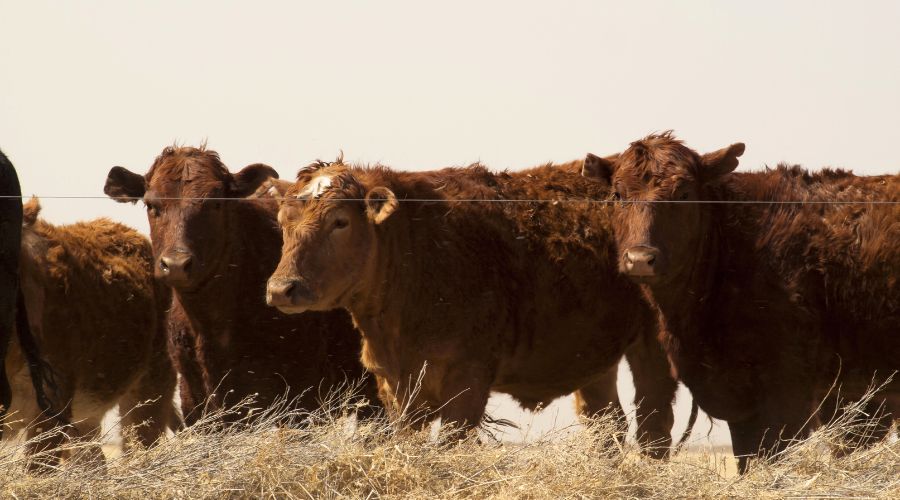 Nine cows have been killed on a Cornish farm, at Higher Bojewyan near Pendeen, during Storm Darragh on Saturday night, 7th December. 