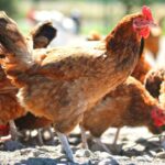 The third case of avian influenza has been confirmed at commercial poultry premises located near Watton in Mid Norfolk, Defra said.