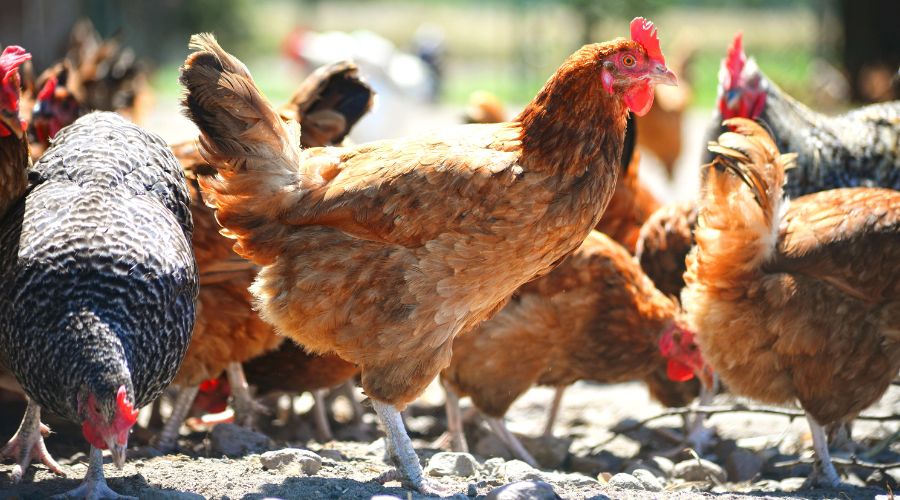 The third case of avian influenza has been confirmed at commercial poultry premises located near Watton in Mid Norfolk, Defra said.