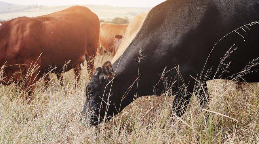 A single case of atypical Bovine Spongiform Encephalopathy (BSE) has been confirmed in a cow on a farm in Dumfries and Galloway, Scotland.