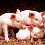 RSPCA Assured has just announced a new edition of welfare standards for pigs. Most of them must be met by members by 3rd March 2025.  