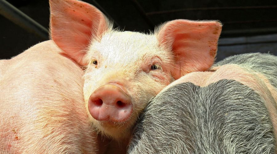 UK pork exports to China have received a boost with the re-listing of two sites. Defra said this could raise revenues by around £80 million.