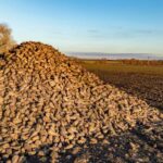 It is important to keep the time sugar beet is clamped prior to delivery to a minimum, British Beet Research Organisation (BBRO) advises.