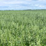 A Lincolnshire farm has marked a groundbreaking harvest this year with Merlin spring oats delivering yields of over 11 tonnes per hectare.