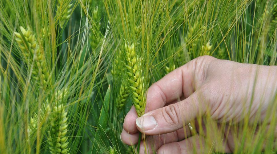 Three new barley varieties from Syngenta have been added to latest AHDB Recommended Lists, including two new Hyvido hybrid winter barleys.