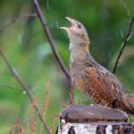 The Corncrake Calling project is celebrating a milestone of 2,000 hectares of Corncrake habitat created across the Hebridean Islands.