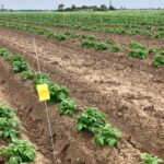 Trials carried out by Orion Future Technologies revealed how application of silicon biostimulants can positively effect on potato yields.