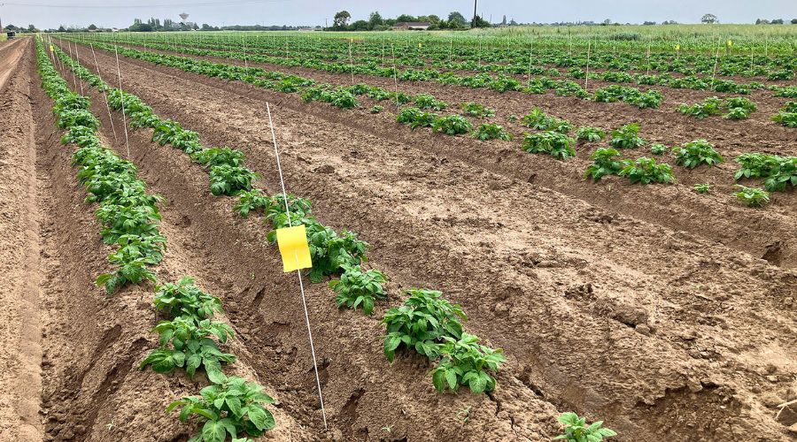 Trials carried out by Orion Future Technologies revealed how application of silicon biostimulants can positively effect on potato yields.