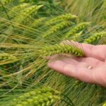 Three new barley varieties from Syngenta have been added to latest AHDB Recommended Lists, including two new Hyvido hybrid winter barleys.