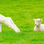 A series of lambing advice events will be held in the UK in 2025 with a focus on ewe nutrition and body condition scoring.