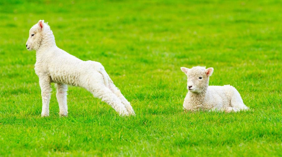 A series of lambing advice events will be held in the UK in 2025 with a focus on ewe nutrition and body condition scoring.