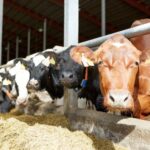 line of dairy cows in a shed eating