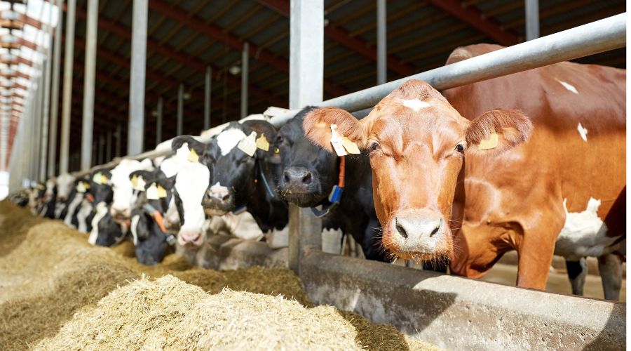 line of dairy cows in a shed eating