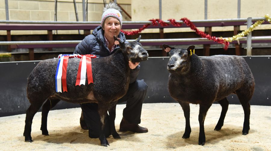 woman sitting with two black sheep in a show ring