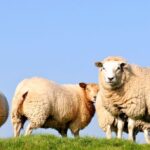 Kentwell Hall’s rare-breeds farm, located in Long Melford, Suffolk, has just confirmed that three of its sheep were killed.