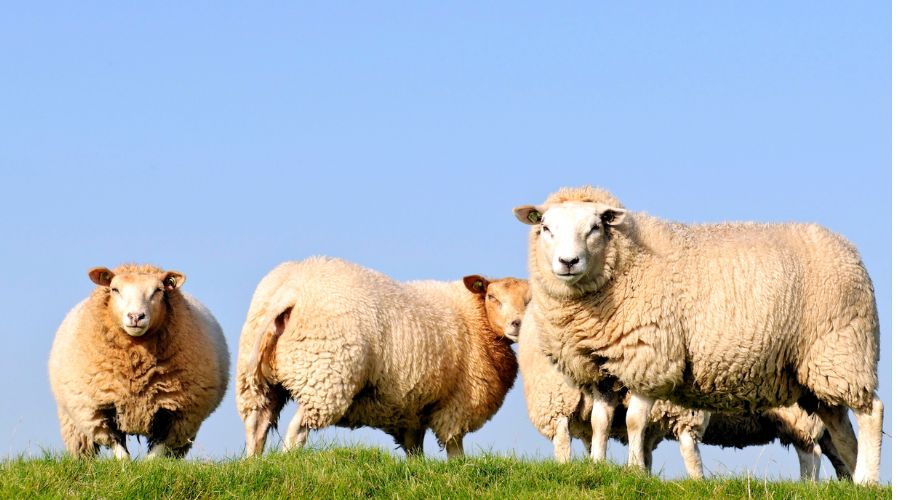 Kentwell Hall’s rare-breeds farm, located in Long Melford, Suffolk, has just confirmed that three of its sheep were killed.