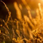 wheat field with a sunset