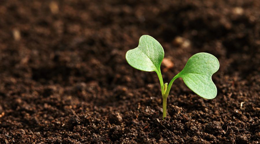 seed sprout in soil