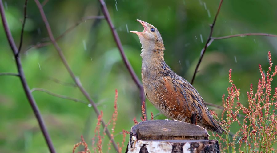 The Corncrake Calling project is celebrating a milestone of 2,000 hectares of Corncrake habitat created across the Hebridean Islands.