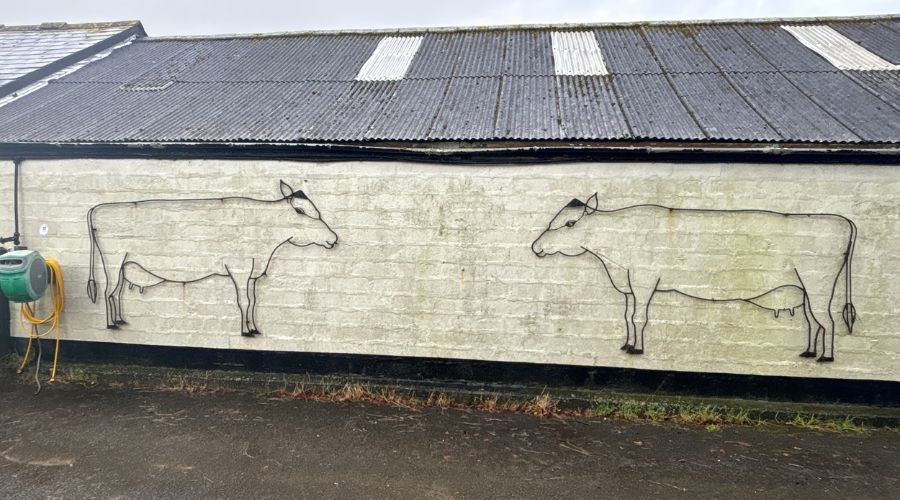 two steel outlines of cows on the side of a low white building