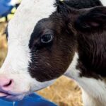 Don't overlook calf hygiene