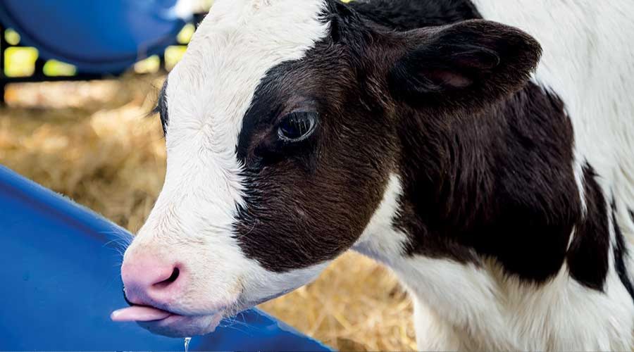 Don't overlook calf hygiene