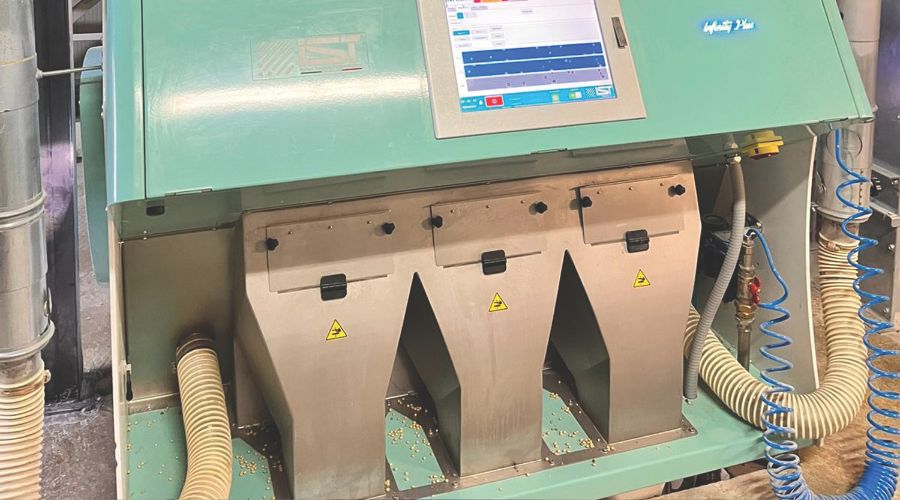 Colour sorter to help deal with ergot contamination