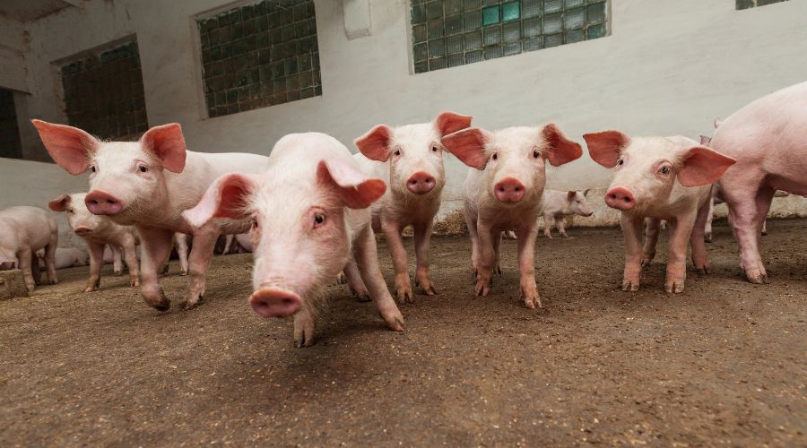 pigs in a barn