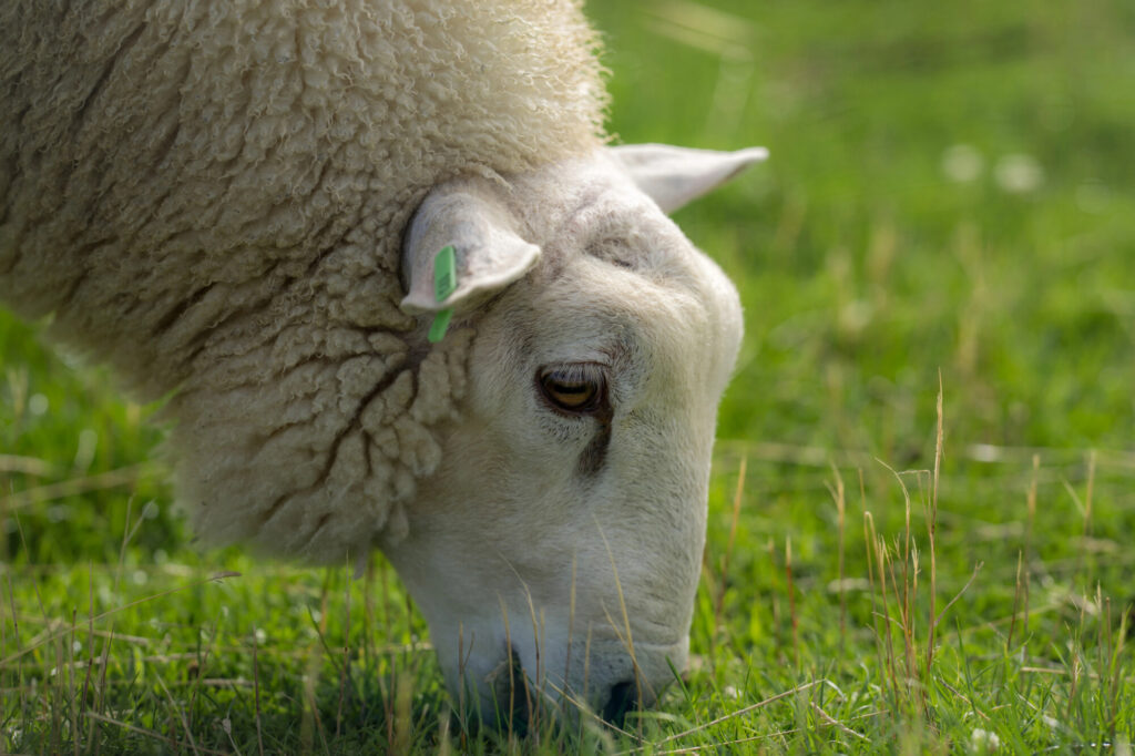 sheep eating grass