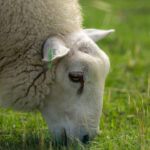 sheep eating grass