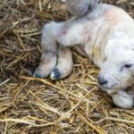 new born lamb