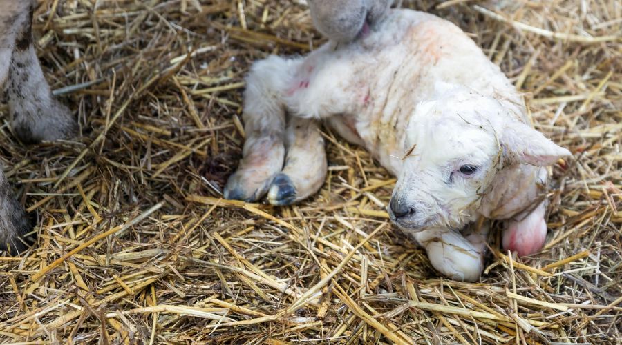 new born lamb