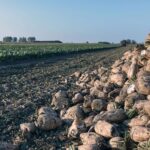 British Sugar has confirmed that over 5mt of beet has now been sliced, marking the best period since the 2018/19 campaign. 