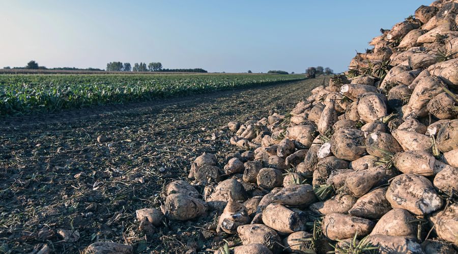 British Sugar has confirmed that over 5mt of beet has now been sliced, marking the best period since the 2018/19 campaign. 