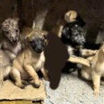 One of the Lurcher puppies is still missing following the theft of seven dogs that happened just after Christmas in North Dorset. 