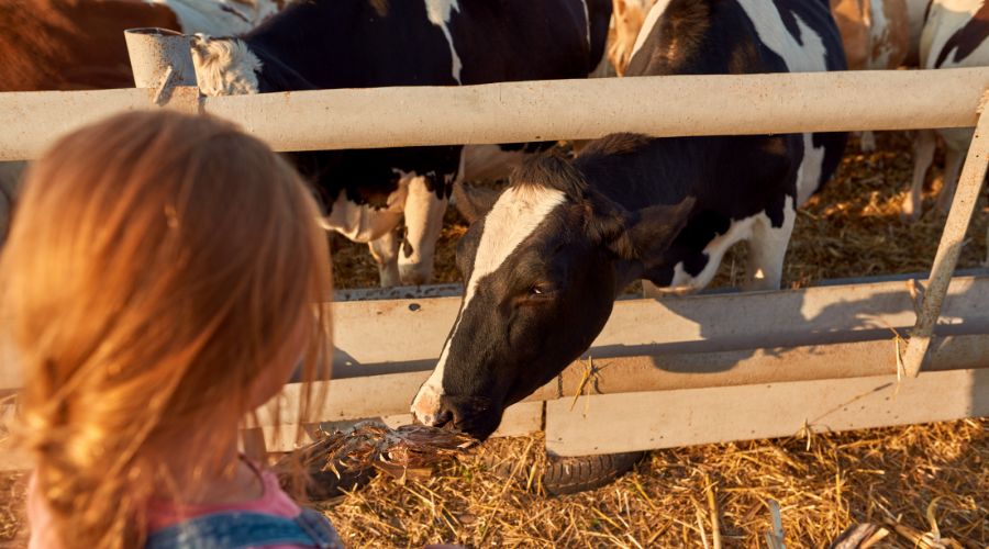 Linking Environment And Farming is encouraging farmers to take part in Open Farm Sunday 2025 by offering their best-ever support package.